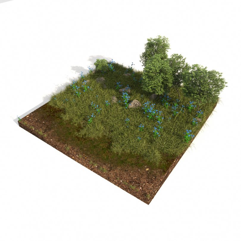 Grass
